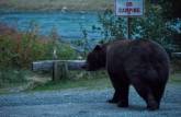 Um grande e obeso urso atravessa a estrada bem em frente à Fiona, em Haines, no sudeste do Alaska